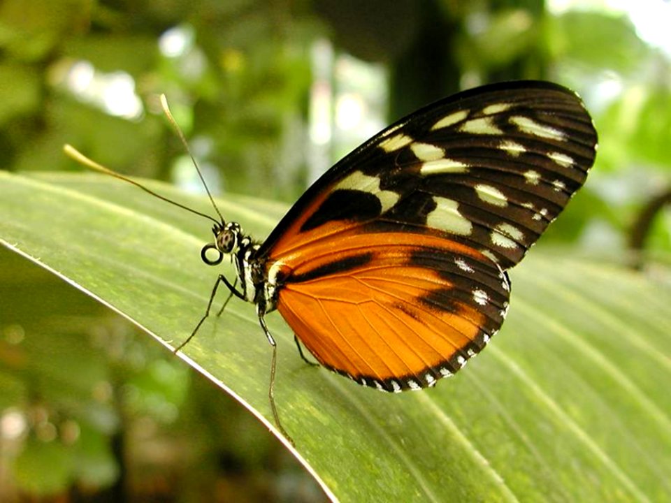 Butterfly 5