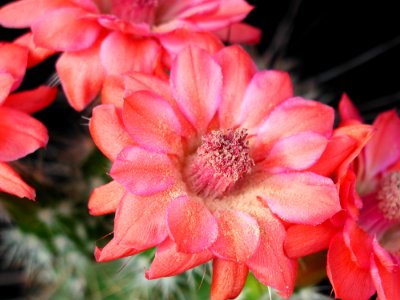 Cactus 101