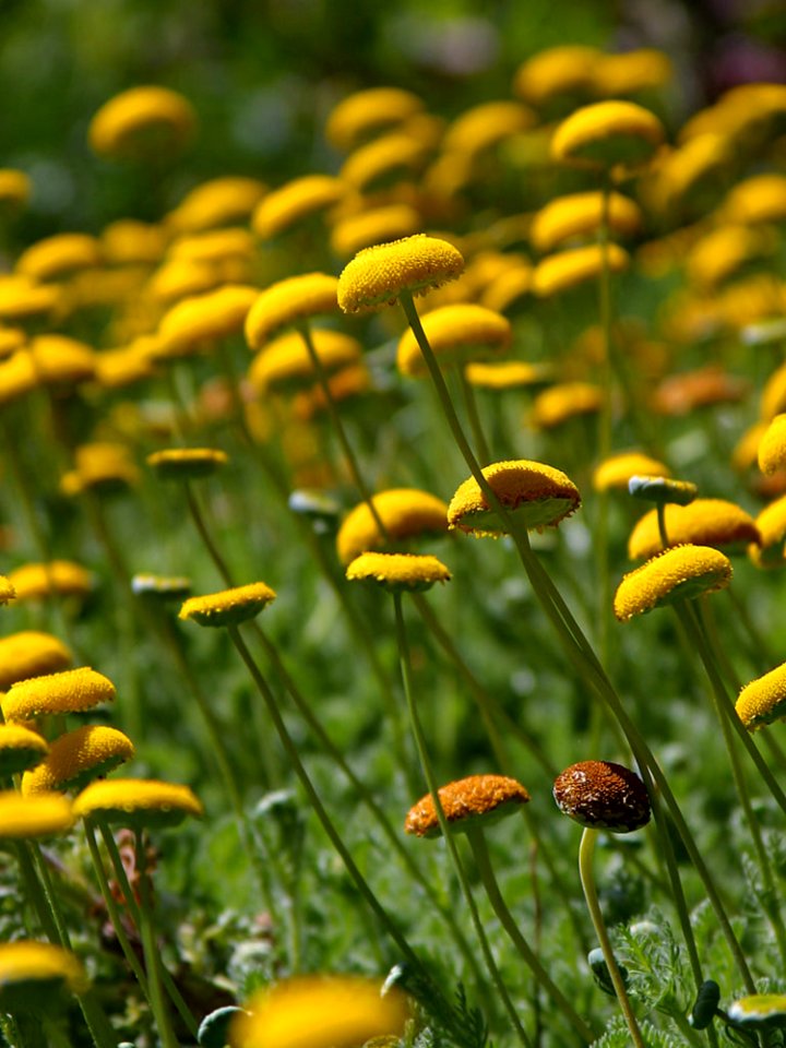 Button Flowers 2