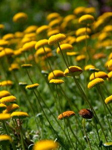 Button Flowers 2
