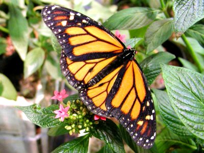 Butterfly 2