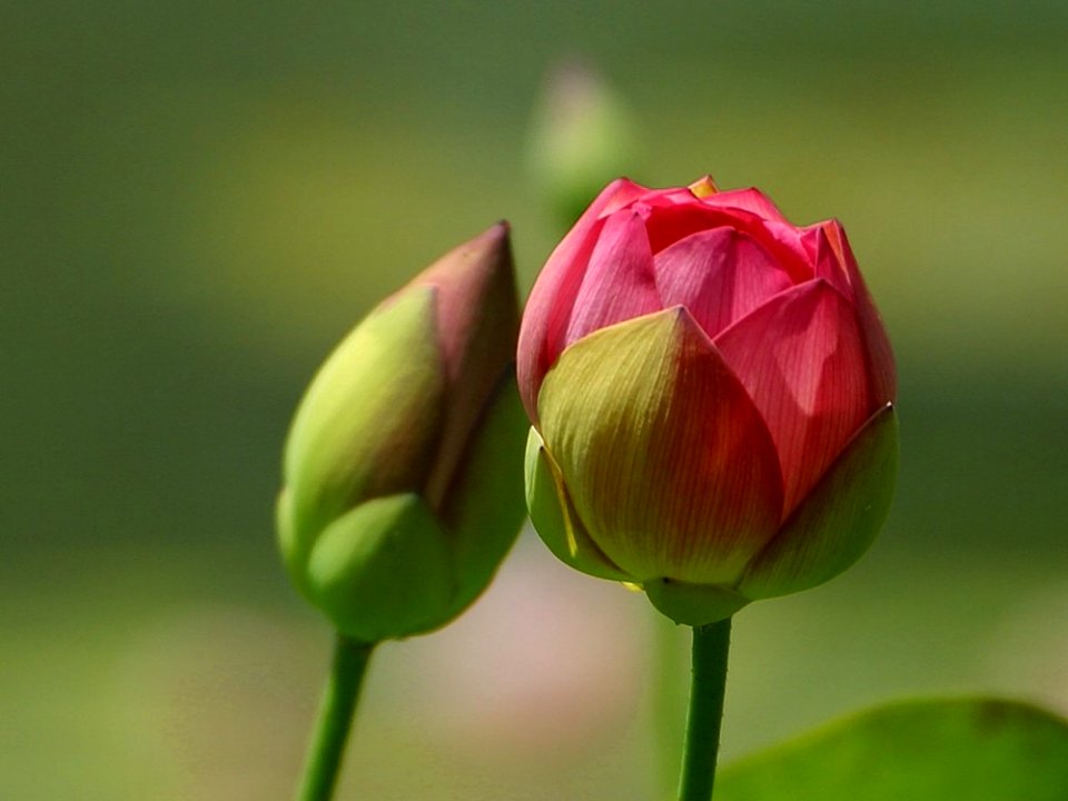 Buds