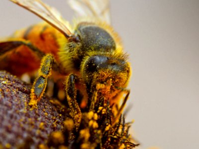 Busy Bee