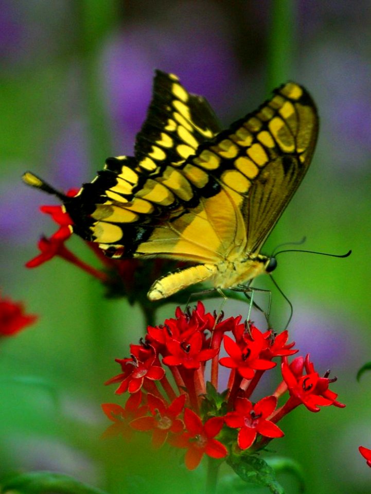 Butterfly Flower 2