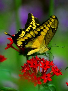 Butterfly Flower 2