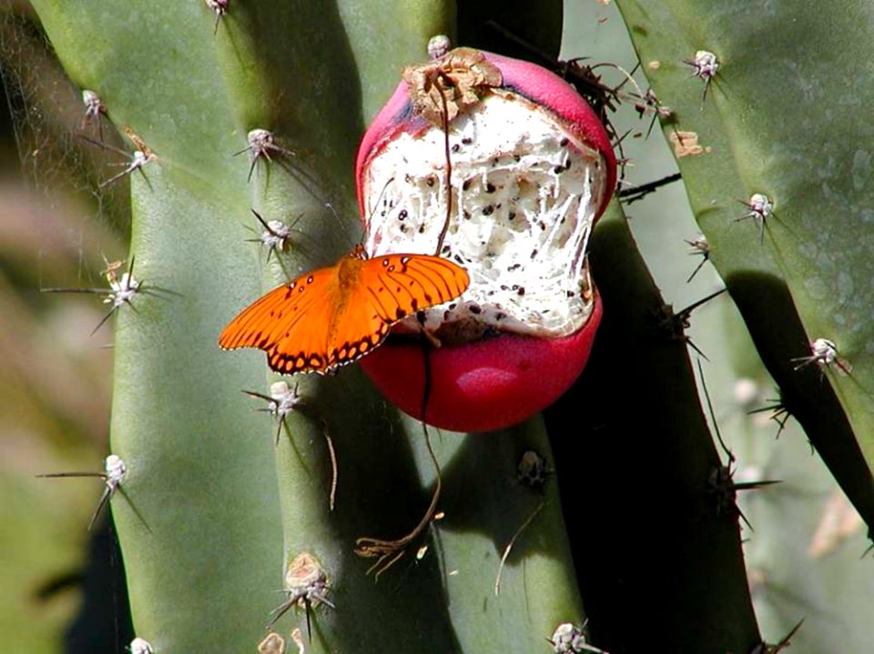 Butterfly And Cacti