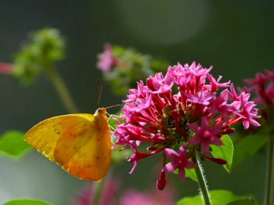 Butterfly Flower photo