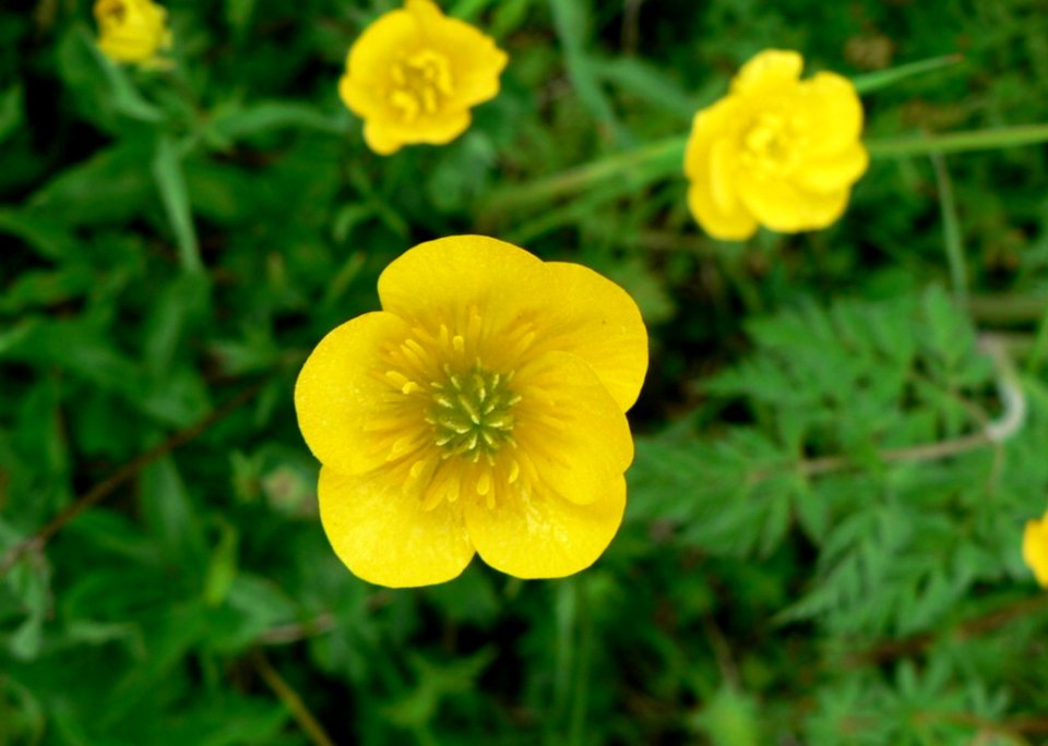 Buttercup 2