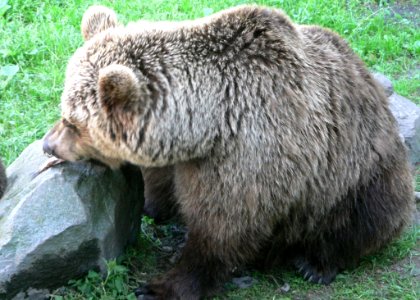 Brown Bear Eating Fish