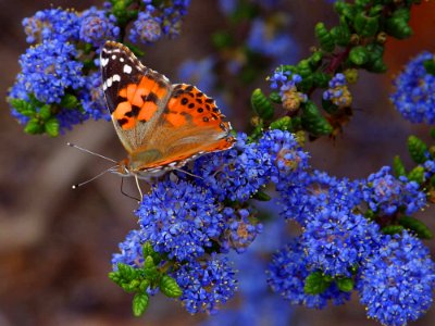 Butterfly 6