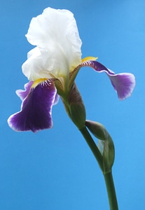 White purple petals photo