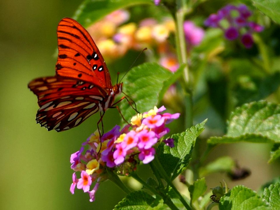 Butterfly 4