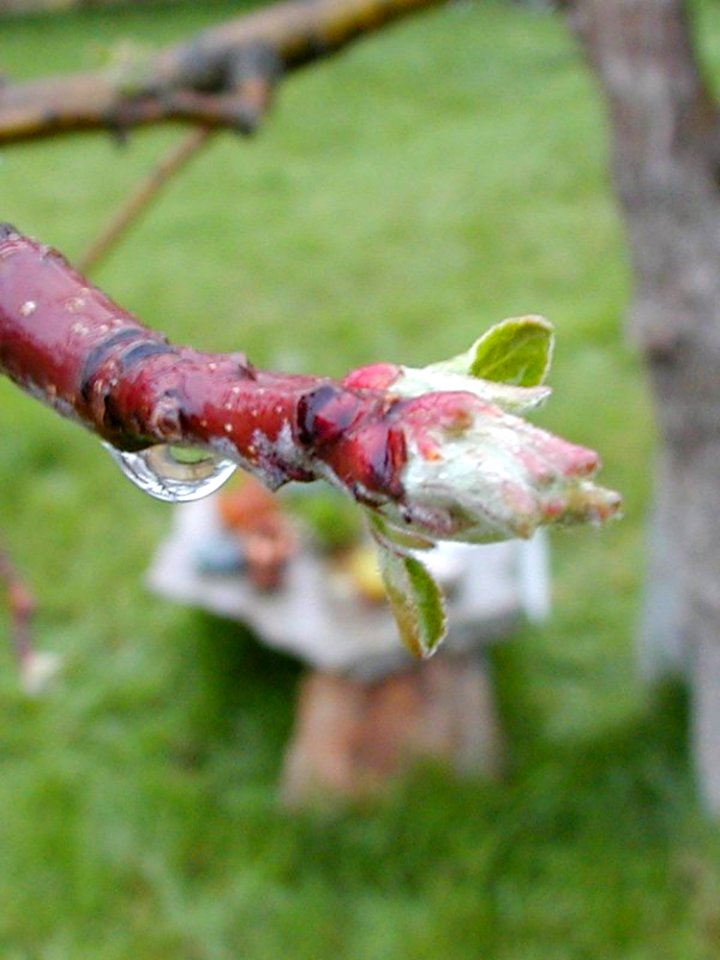 Bud