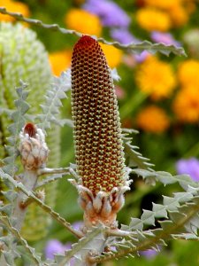 Bud 2