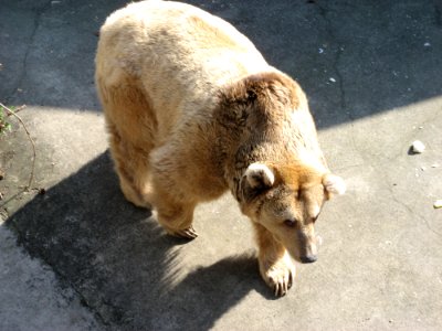 Brown Bear