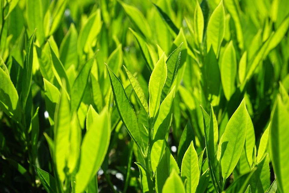 Light green shades of green bright