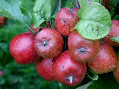 Branch With Lot Of Apples