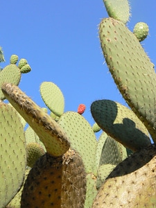 Botanical cacti botany photo