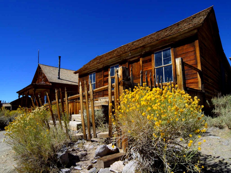 Bodie Sagebrush