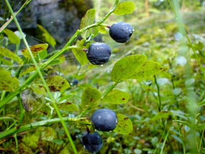 Blueberries