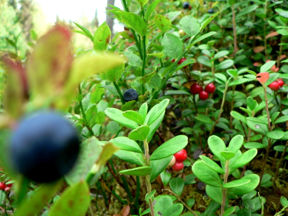 Blueberries And Lingonberries