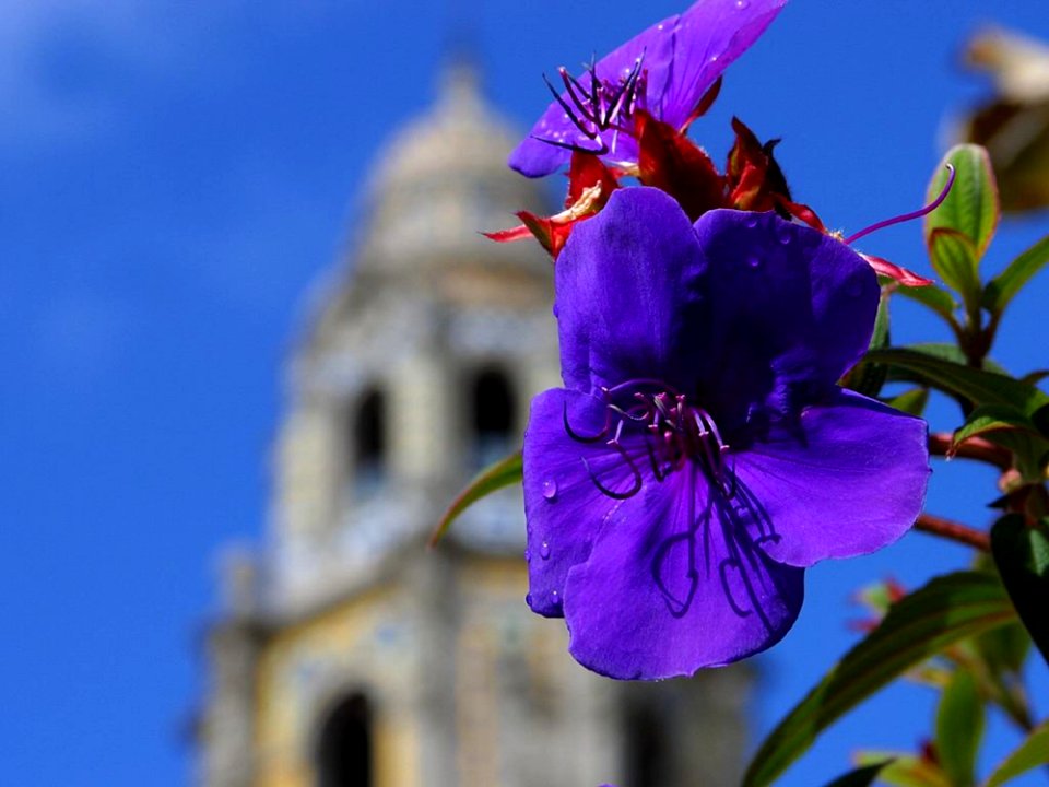 Blue Flower
