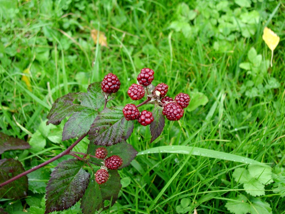 Blackberries 3