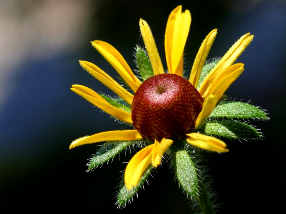 Black Eyed Susan