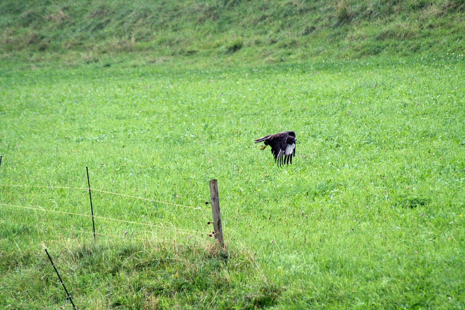 Buzzard bird bird of prey