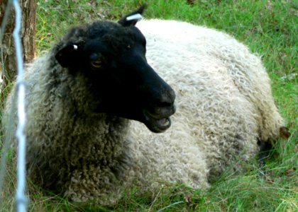 Black Headed Sheep 3
