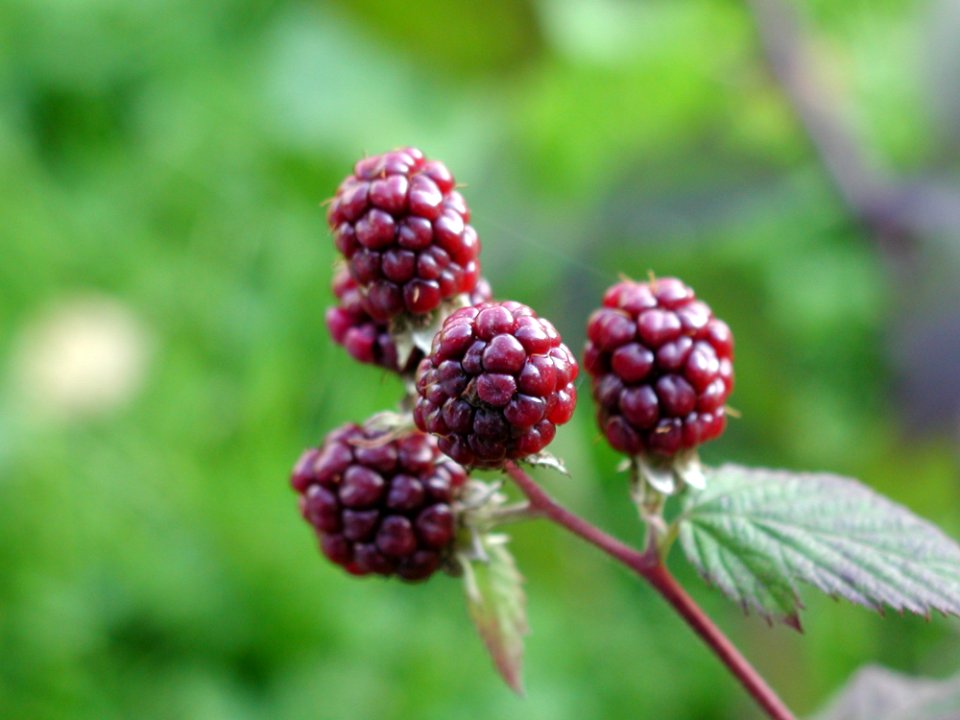 Blackberries 5