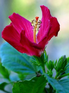 Blooming Hibiscus