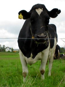 Black And White Cow