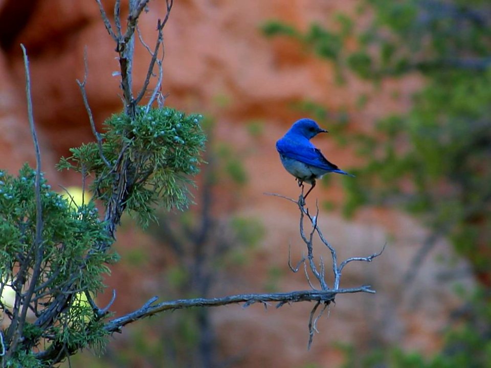 Blue Bird