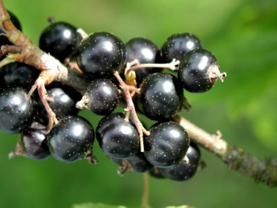 Black Currant 4