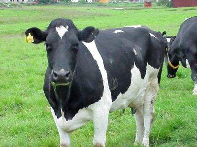 Black And White Cow 2