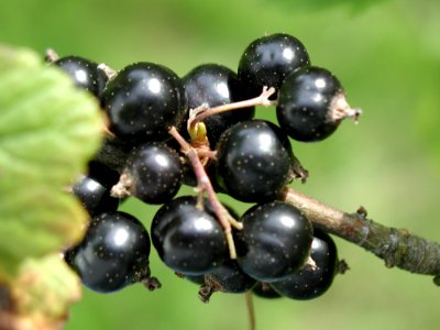 Black Currant 2