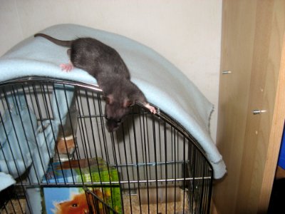 Black Rat