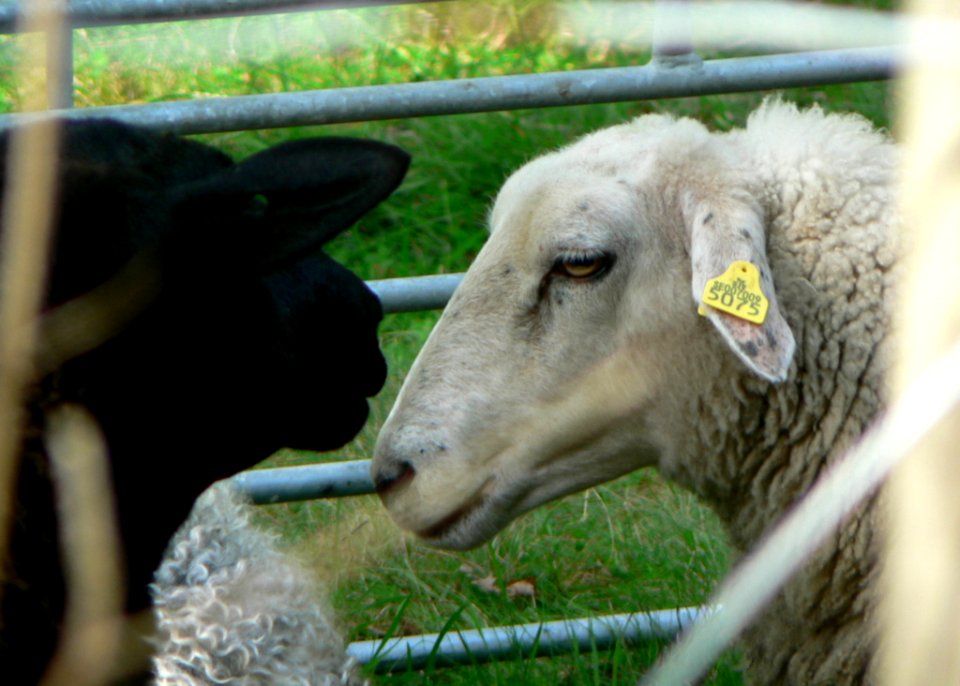 Black Headed Sheep 2