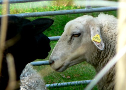 Black Headed Sheep 2