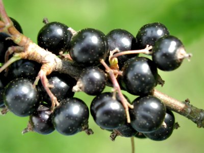Black Currant 3