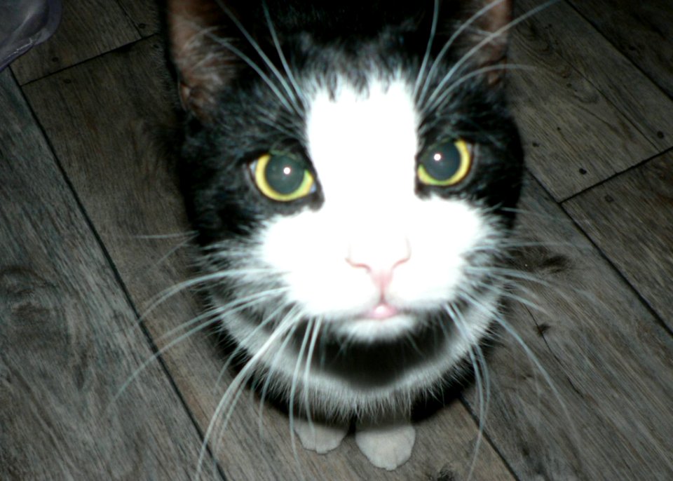 Black And White Cat