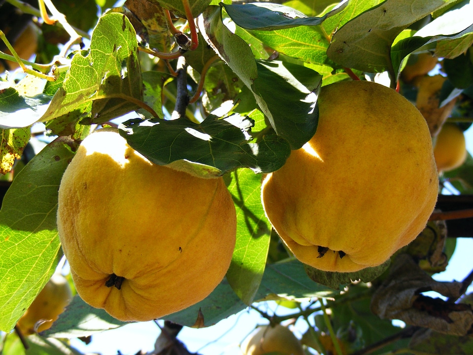 Golden yellow pome fruit