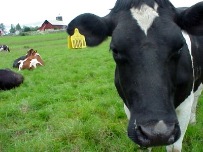 Black And White Cow 3
