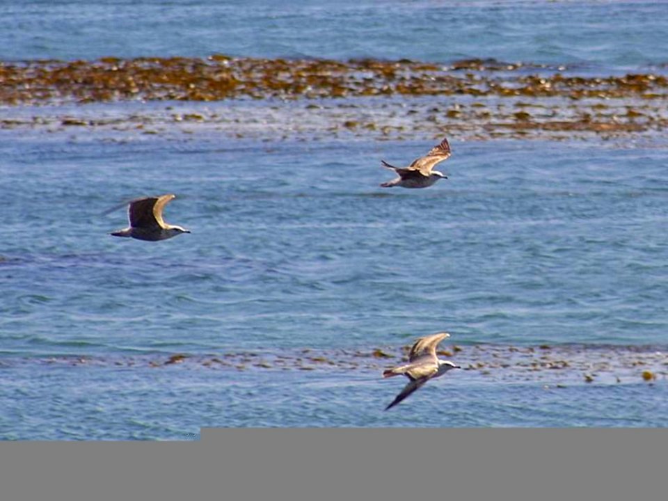 Birds 4