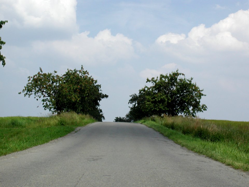 Between Trees