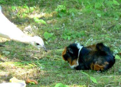 Bird And Guinea Pig
