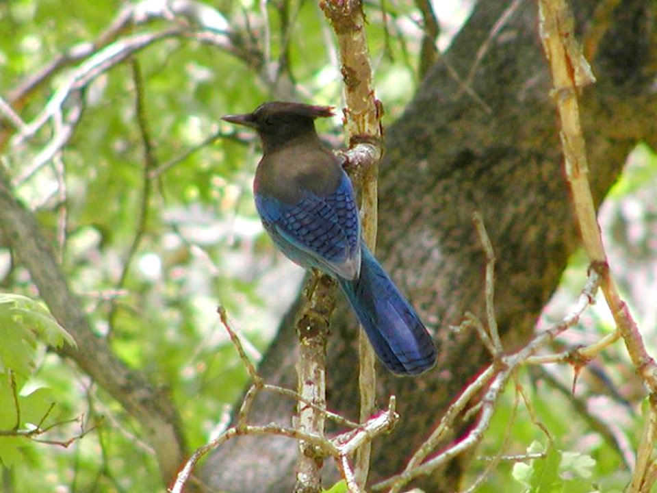 Bird 5