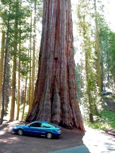 Big Tree