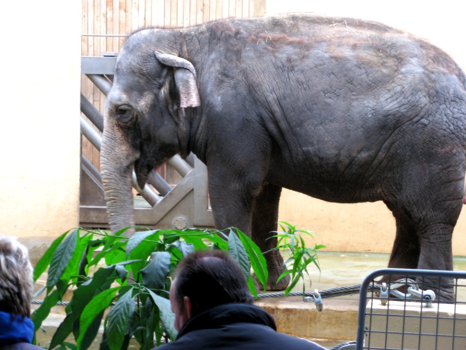 Big Elefant